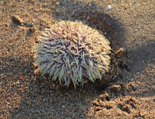 Sea urchin